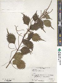 Boehmeria spicata image