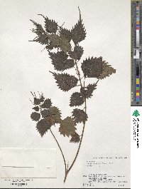 Boehmeria spicata image