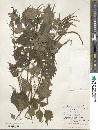 Boehmeria spicata image