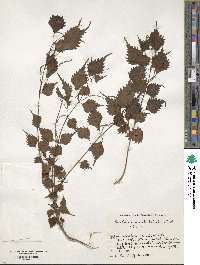 Boehmeria spicata image