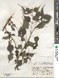 Boehmeria spicata image