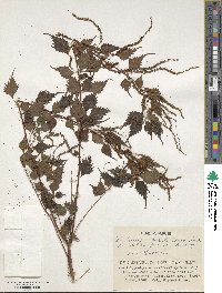 Boehmeria spicata image