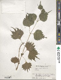 Boehmeria japonica var. tenera image