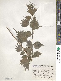 Boehmeria japonica var. tenera image