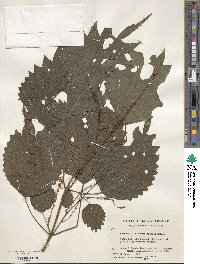 Boehmeria japonica var. tenera image