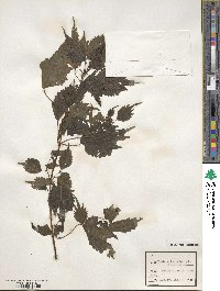 Boehmeria japonica var. tenera image