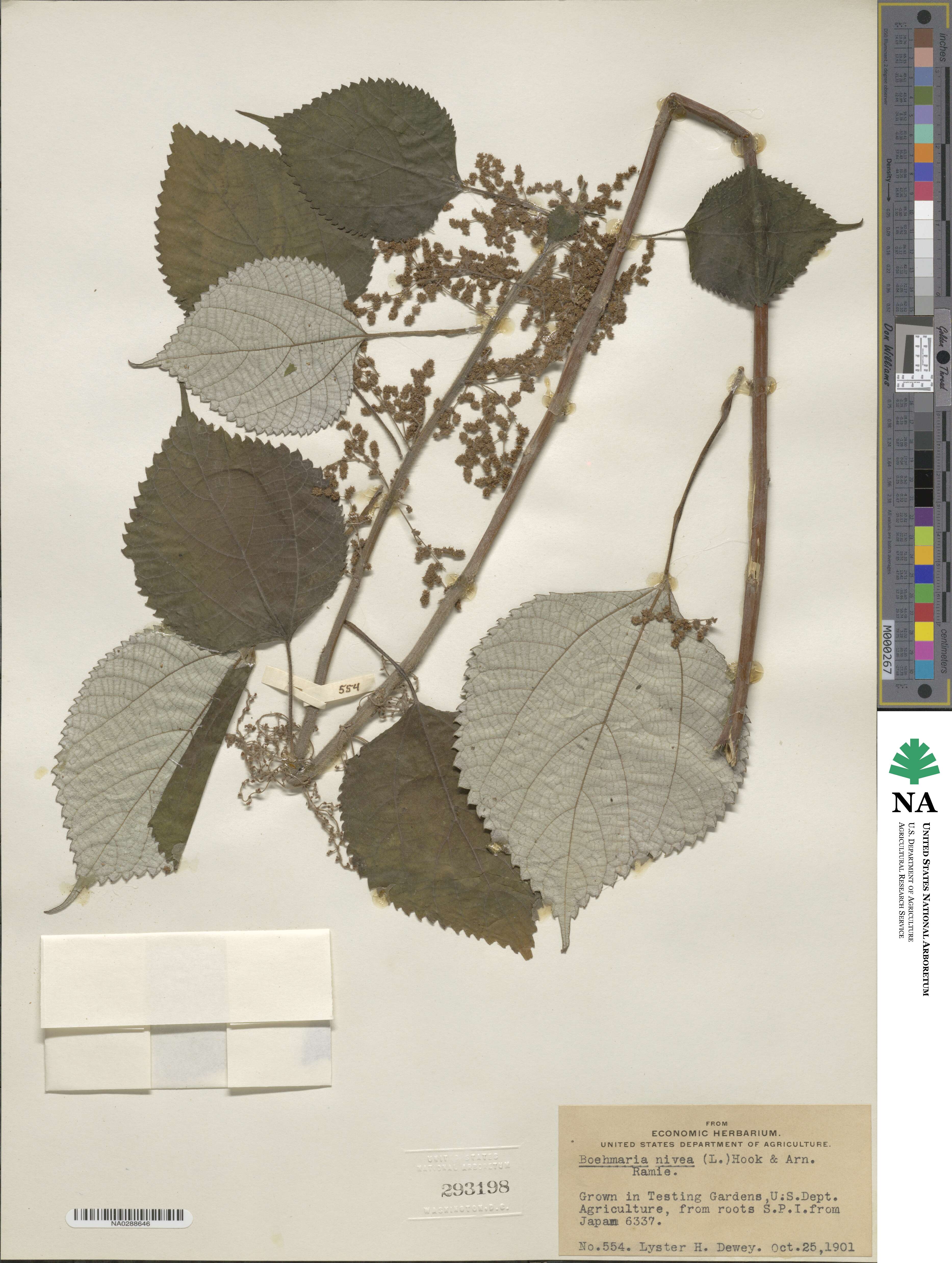 Urticaceae image