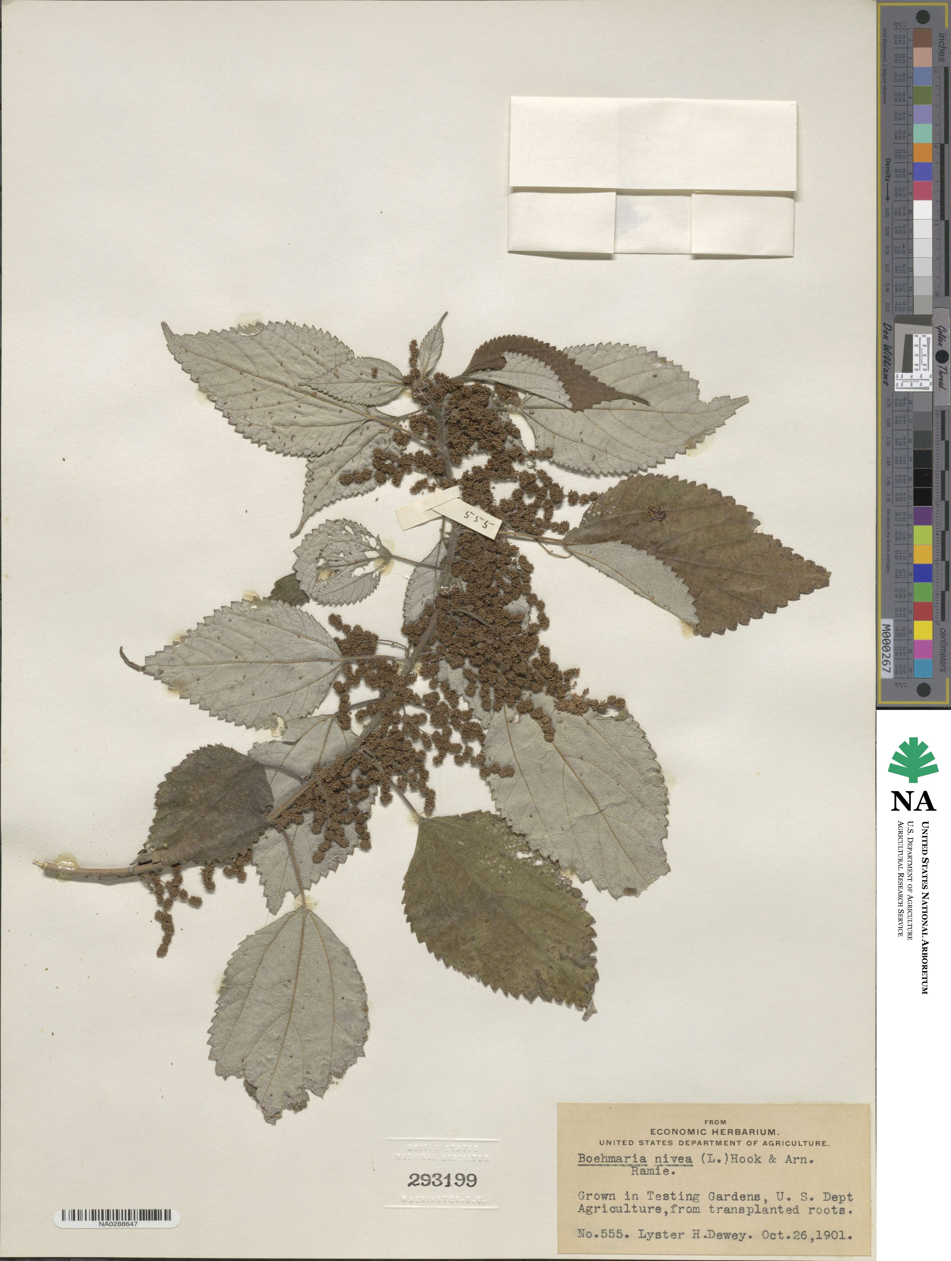 Urticaceae image