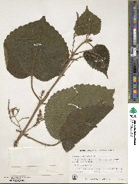 Boehmeria virgata subsp. macrophylla image