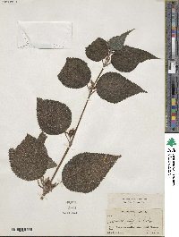 Boehmeria virgata subsp. macrophylla image