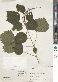 Boehmeria japonica var. tenera image