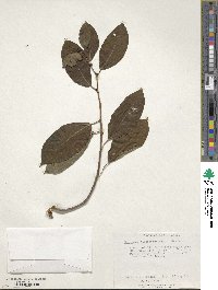 Image of Neraudia melastomifolia