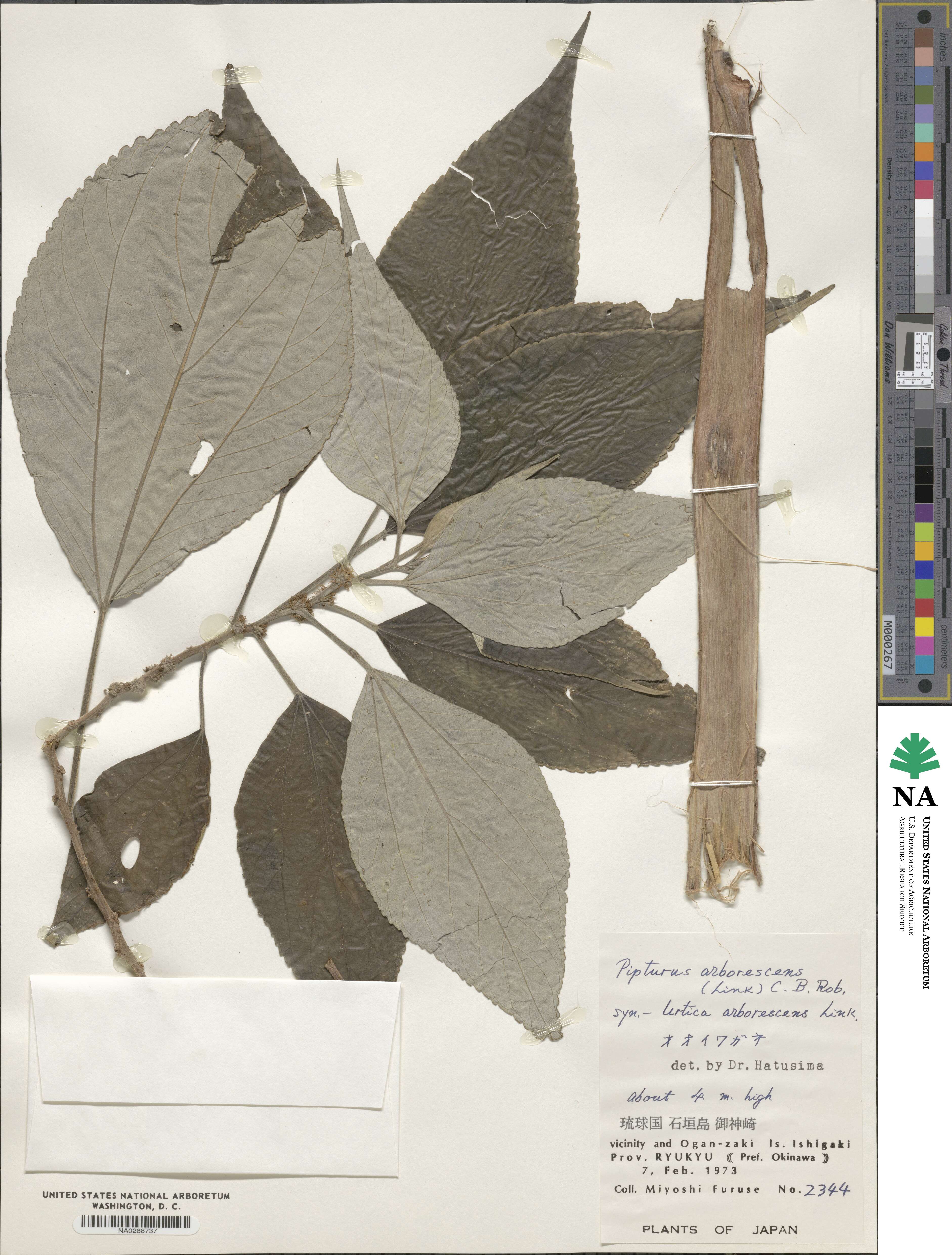 Pipturus arborescens image