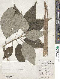 Pipturus arborescens image