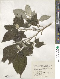 Pipturus arborescens image