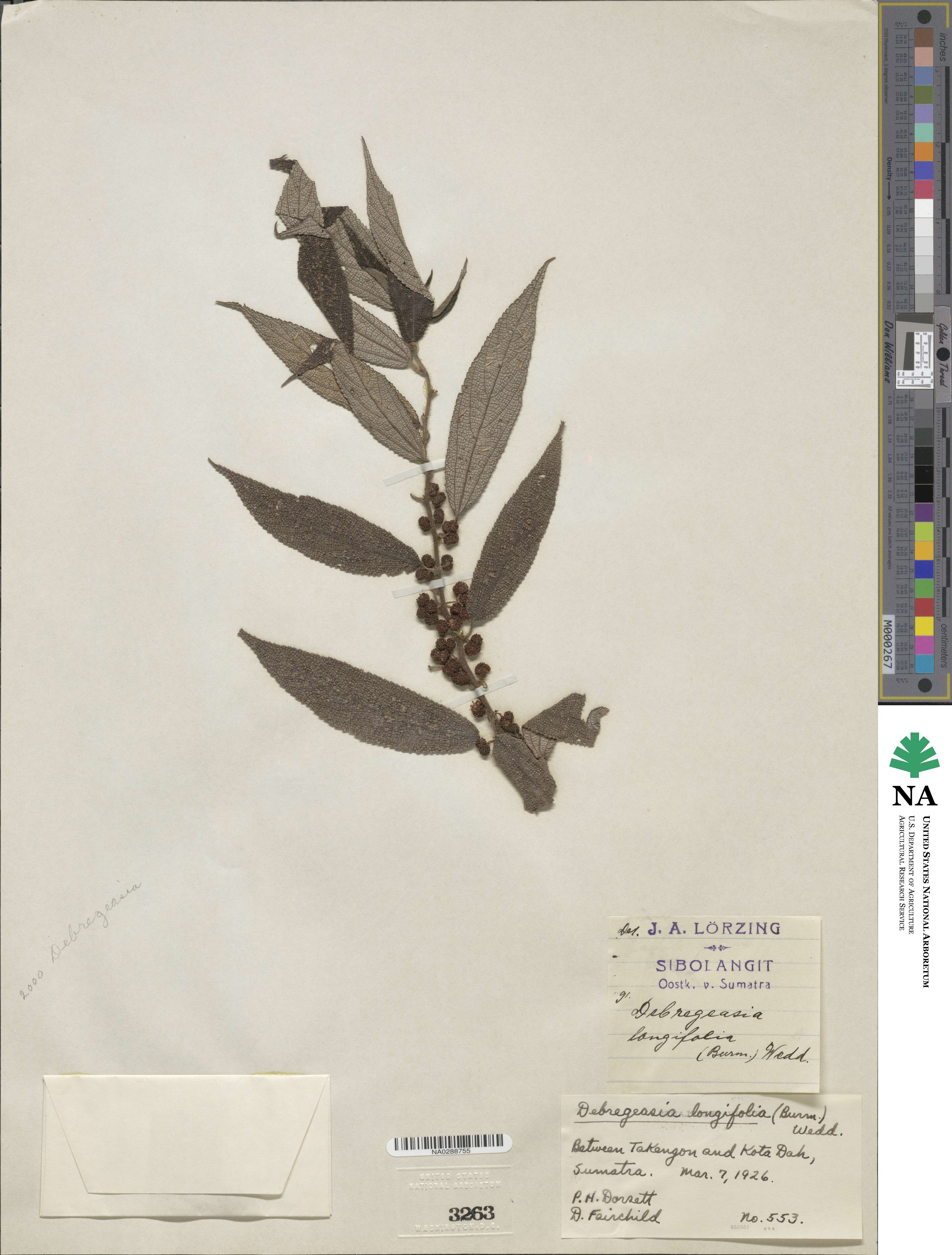 Debregeasia longifolia image