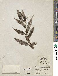 Debregeasia longifolia image