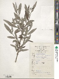 Debregeasia edulis image