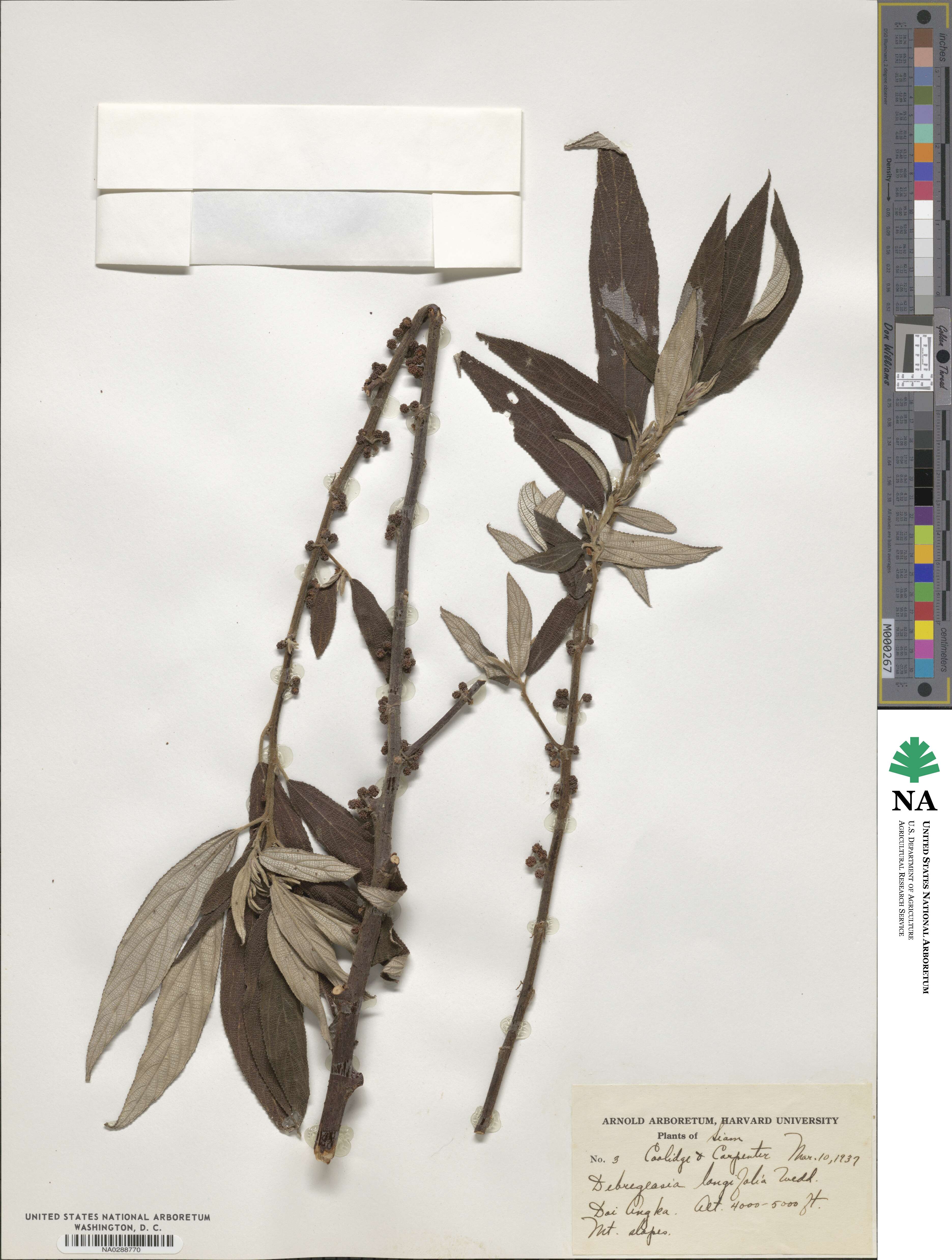 Debregeasia longifolia image