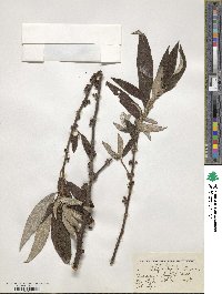 Debregeasia longifolia image