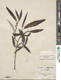 Debregeasia longifolia image