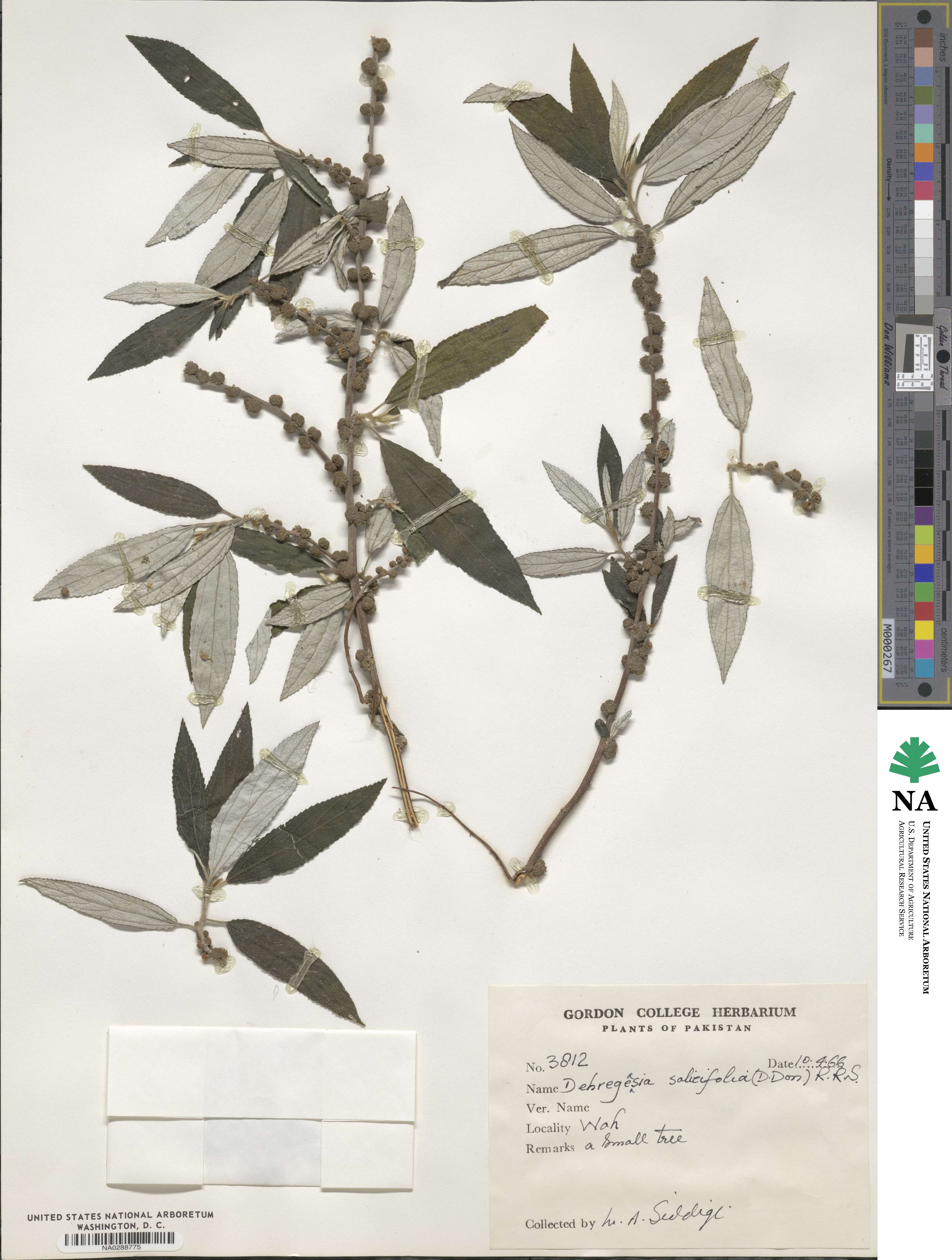 Debregeasia salicifolia image