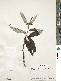 Debregeasia longifolia image