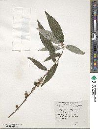 Debregeasia longifolia image