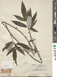 Debregeasia longifolia image