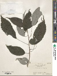 Oreocnide frutescens subsp. frutescens image