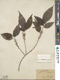 Oreocnide frutescens subsp. frutescens image