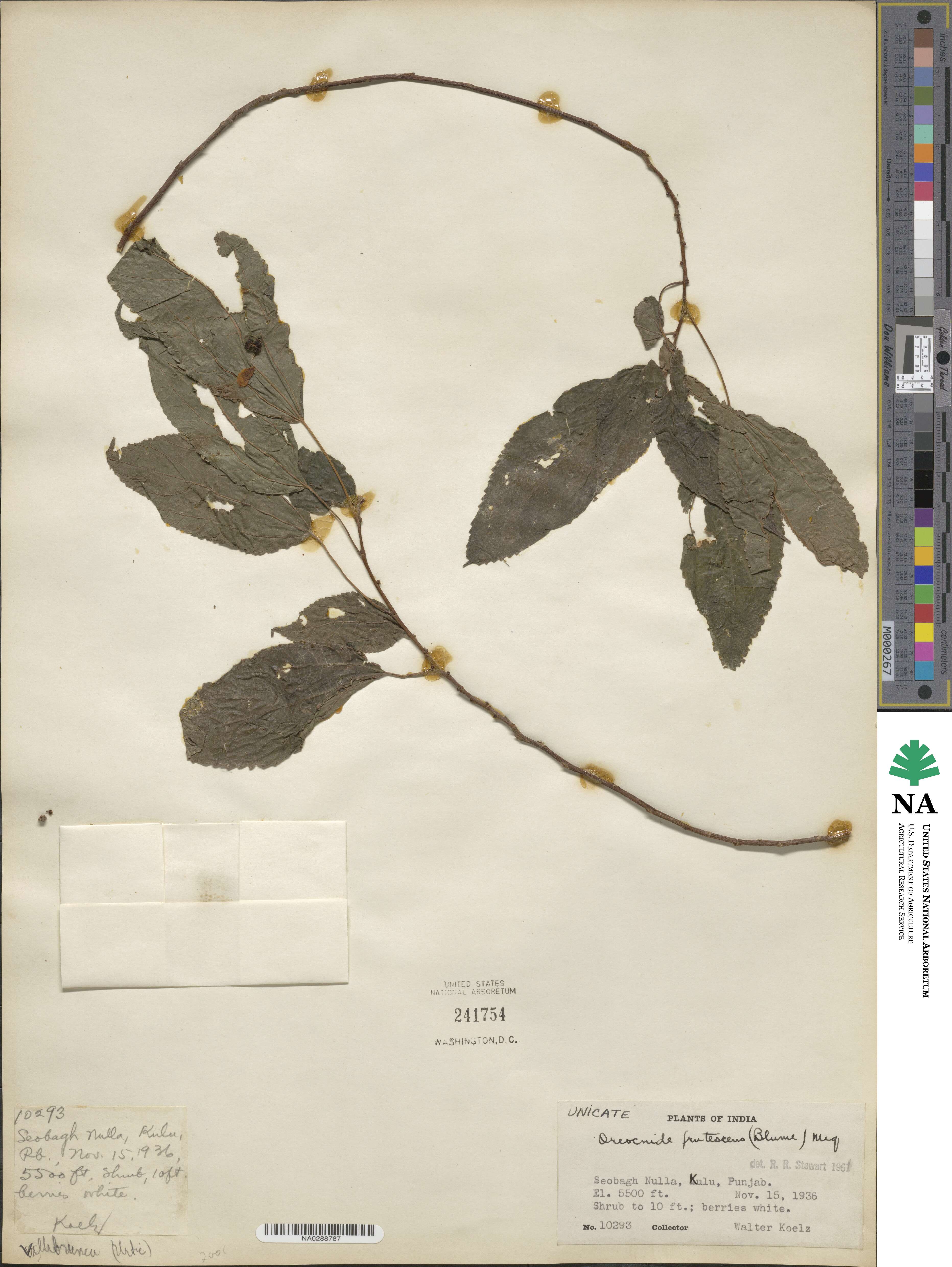 Oreocnide frutescens subsp. frutescens image