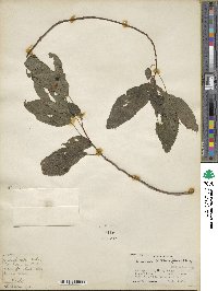 Oreocnide frutescens subsp. frutescens image