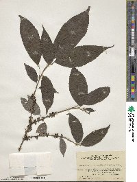 Oreocnide frutescens subsp. frutescens image