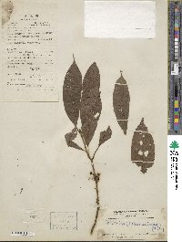 Oreocnide integrifolia var. sylvatica image