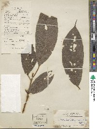 Oreocnide integrifolia var. sylvatica image