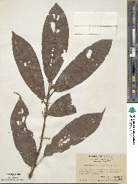 Oreocnide integrifolia var. sylvatica image