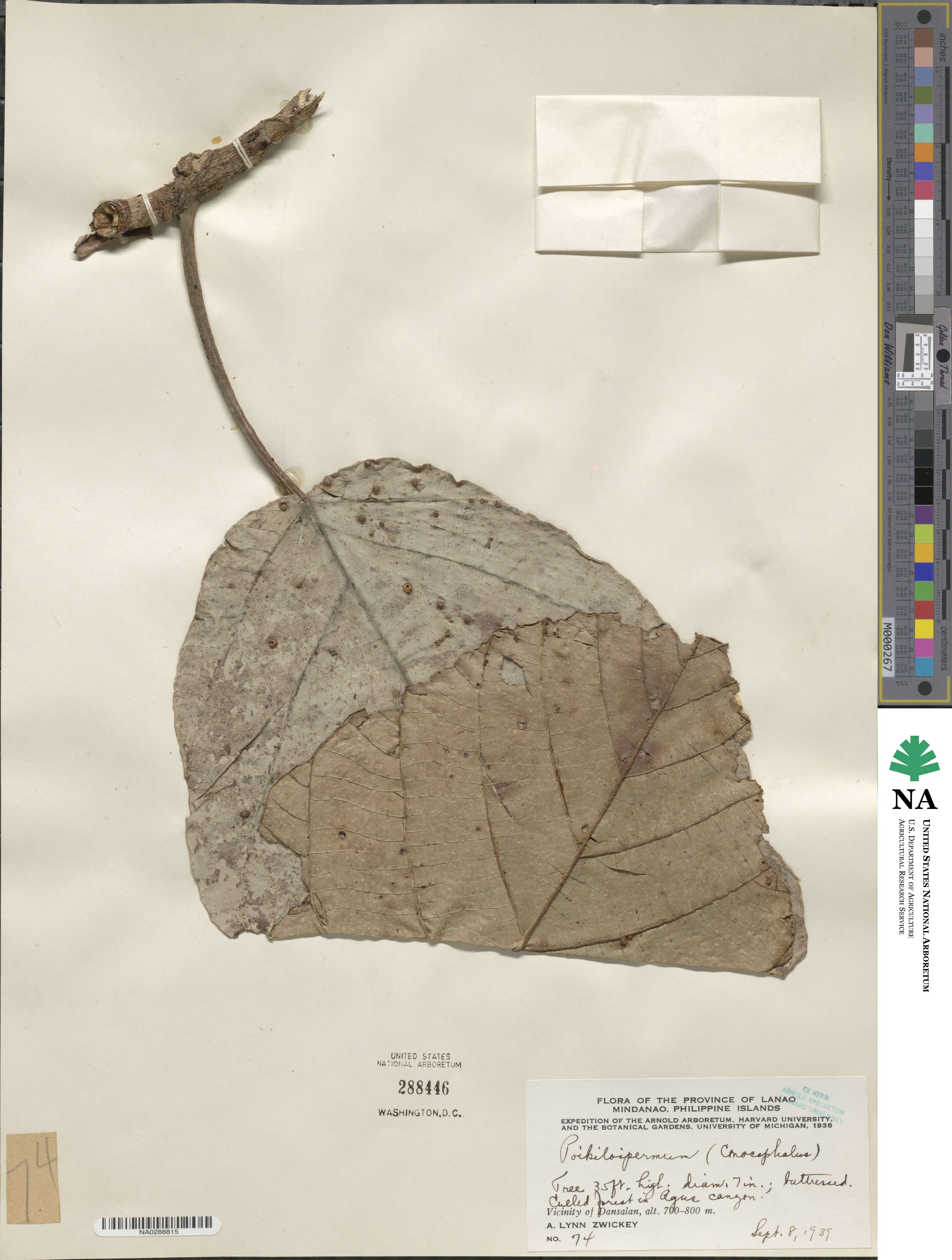 Poikilospermum image
