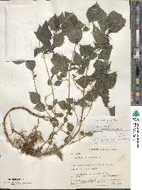 Phenax hirtus image