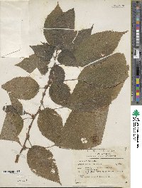 Phenax hirtus image