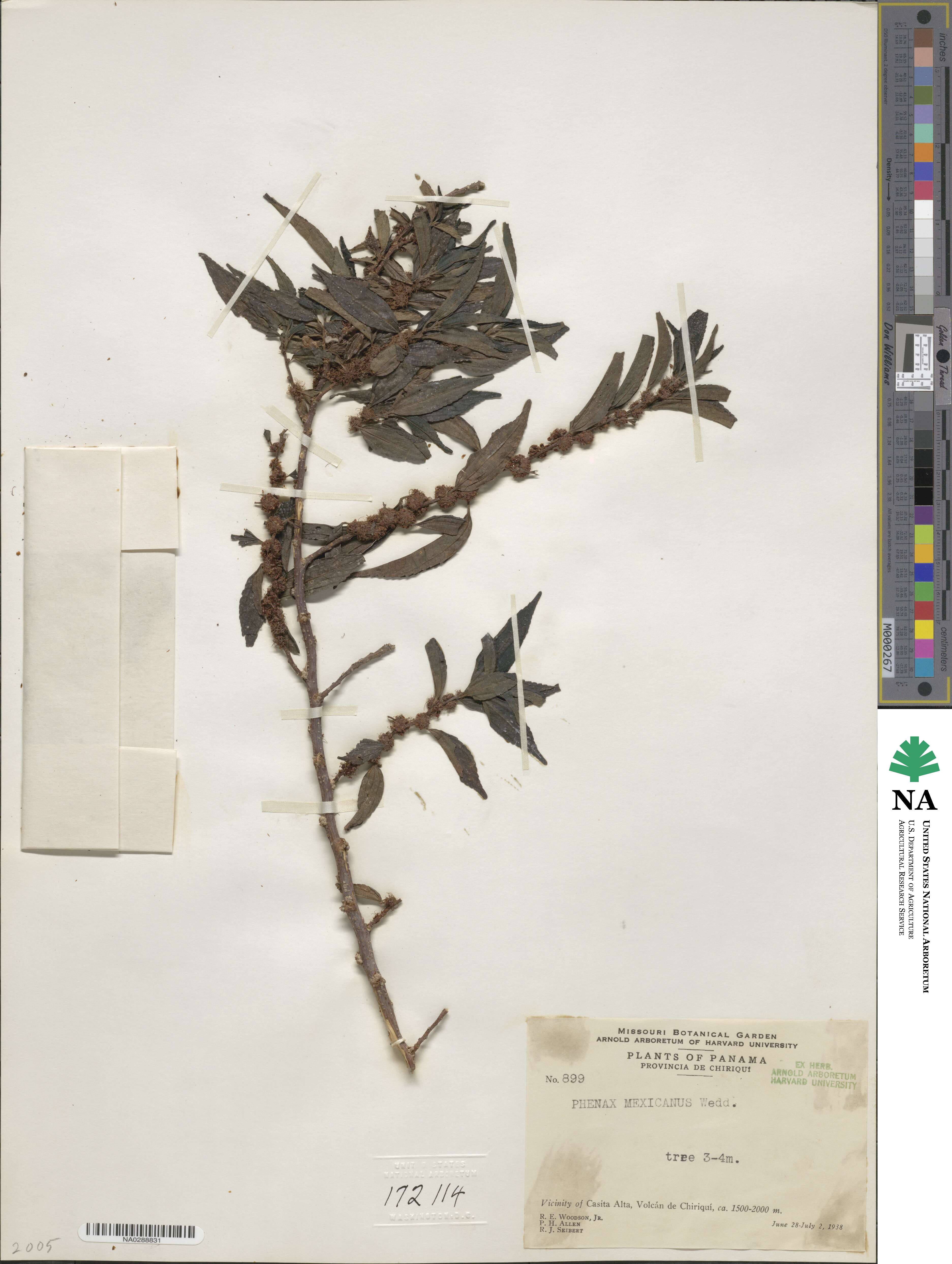 Phenax mexicanus image