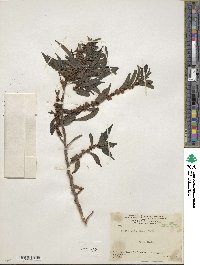 Phenax mexicanus image