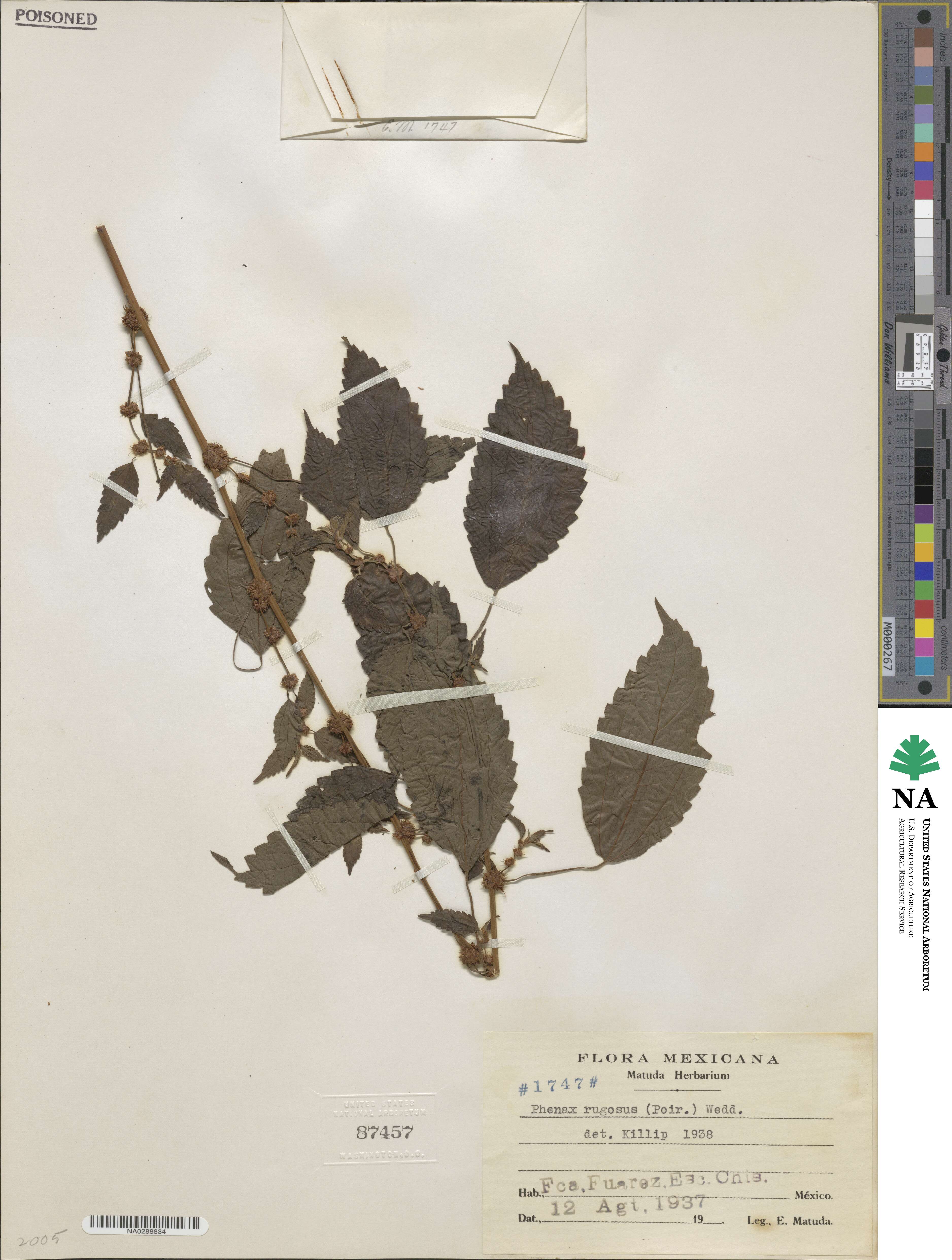 Phenax rugosus image