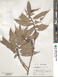 Phenax angustifolius image