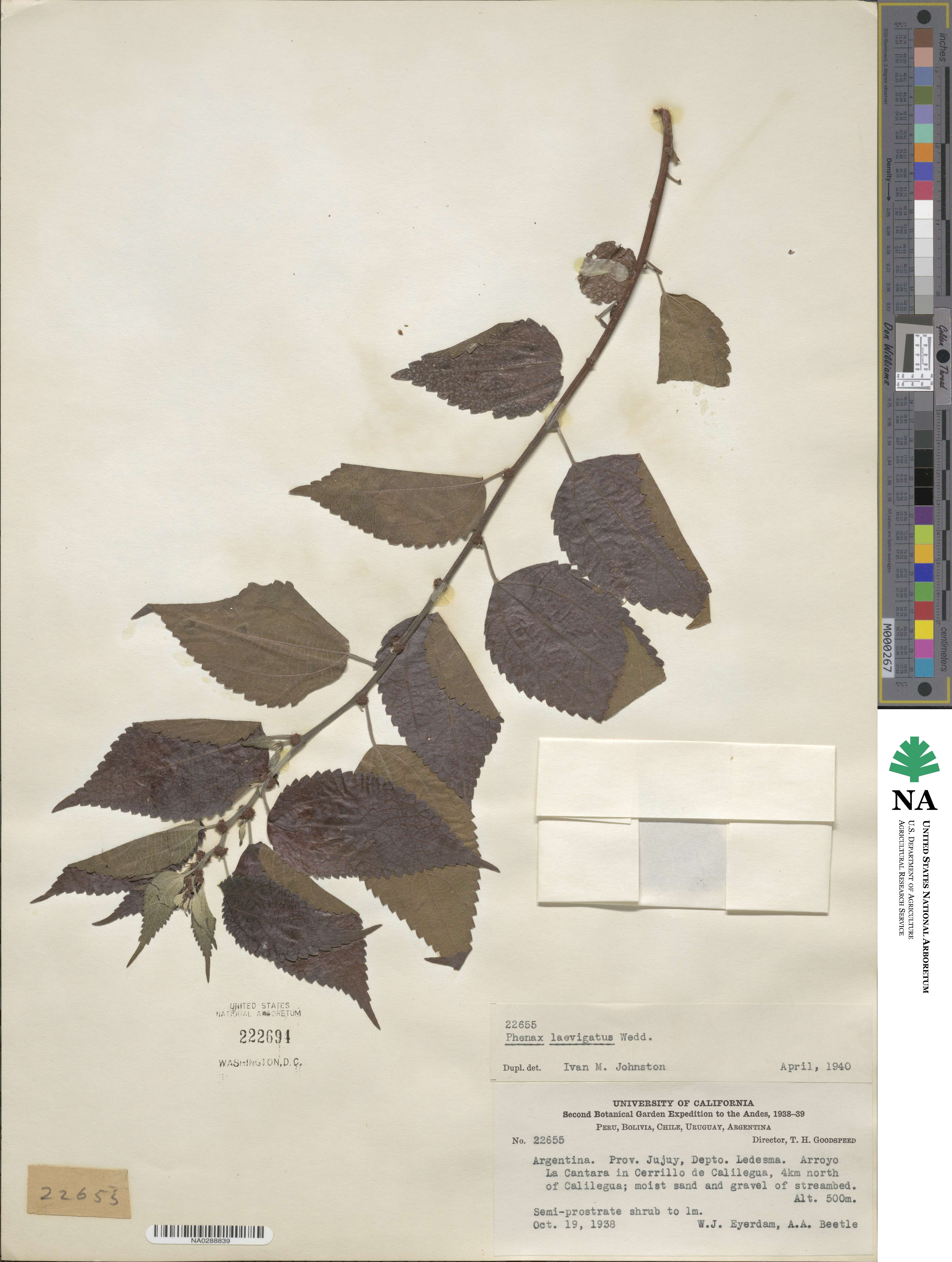 Phenax laevigatus image