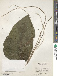 Image of Myriocarpa longipes