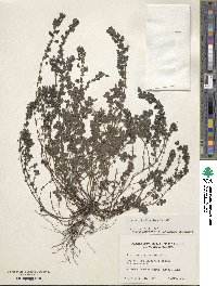 Parietaria floridana image