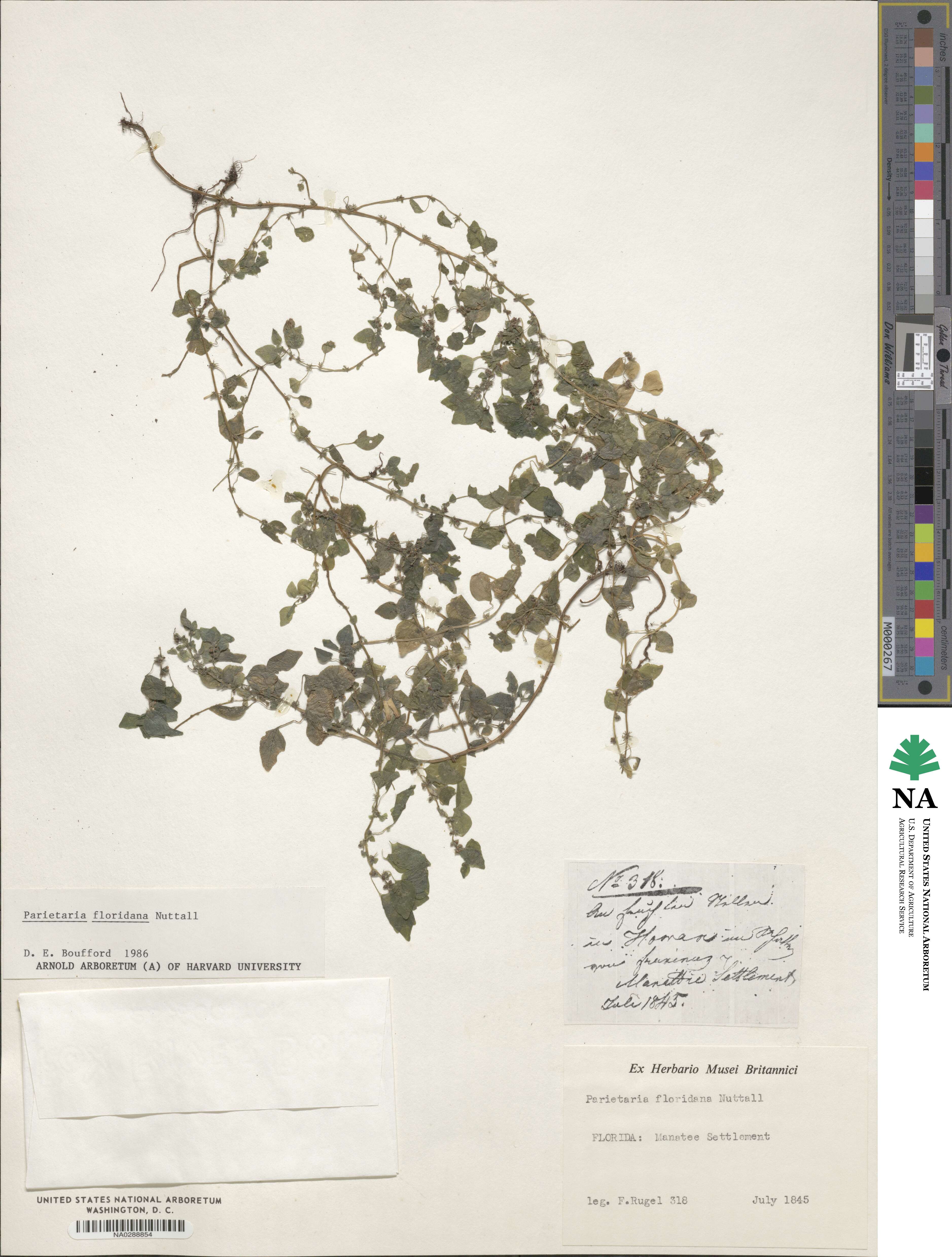 Parietaria floridana image