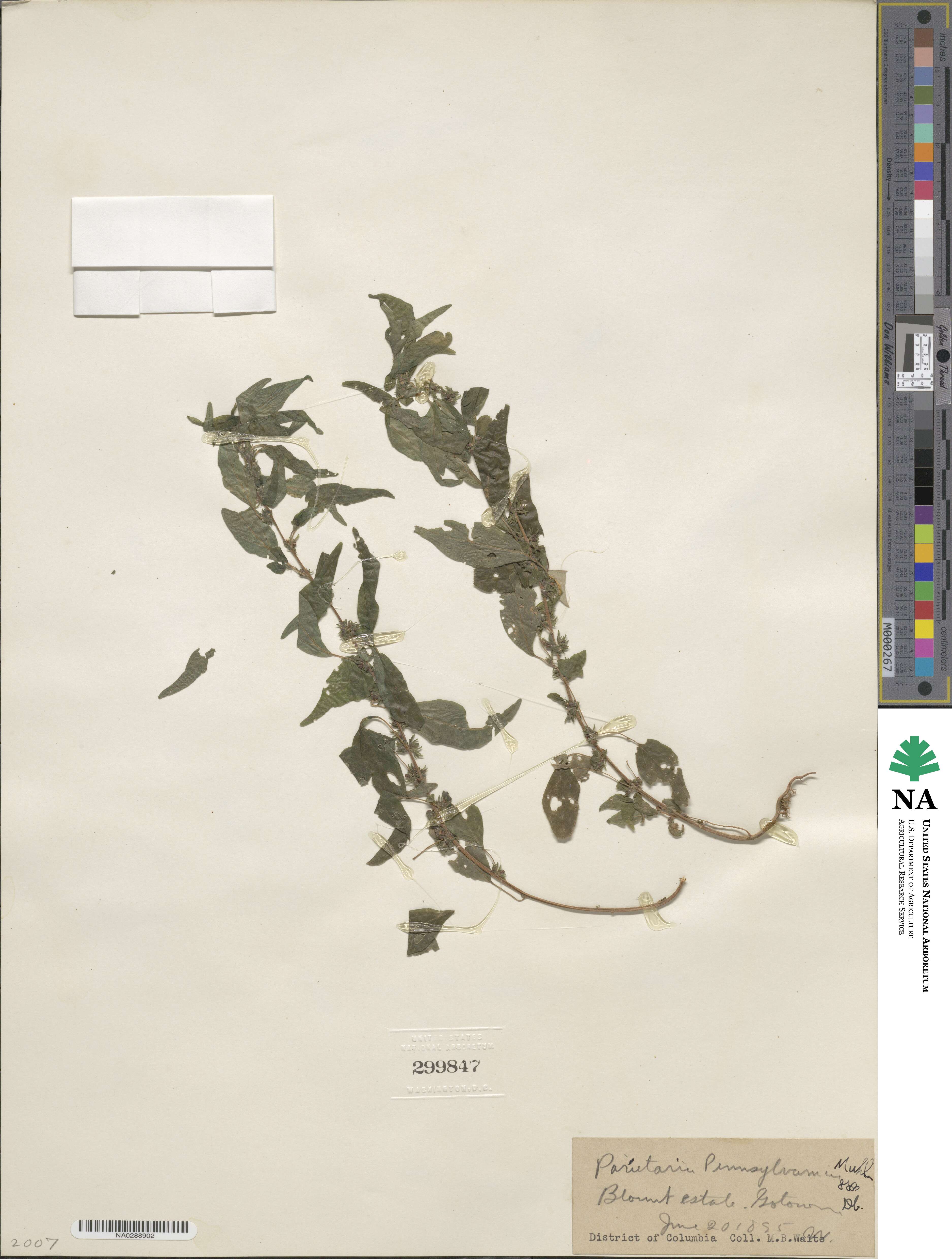 Parietaria pensylvanica image