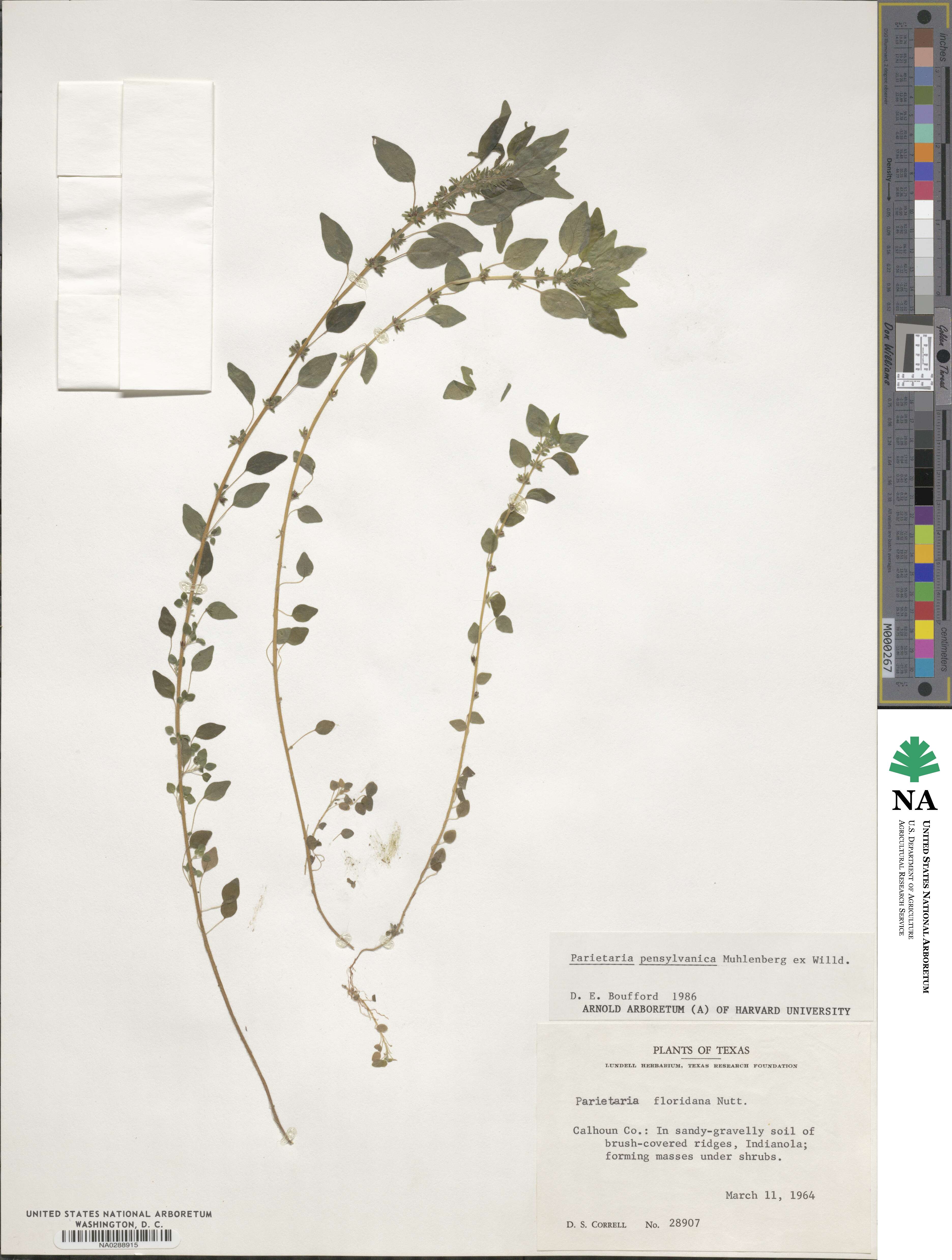 Parietaria pensylvanica image
